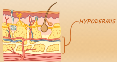 <p>The hypodermis is made up of well-vascularized, loose areolar connective tissue and adipose tissue.</p><p>It functions as a mode of fat storage.</p><p>The hypodermis provides insulation and cushioning for the integument.</p>