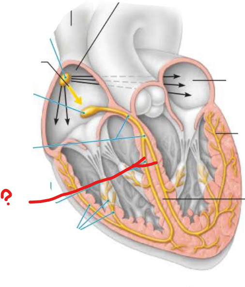 <p>what is this?</p><p></p><p>connects impulses through the ________________ ________</p>