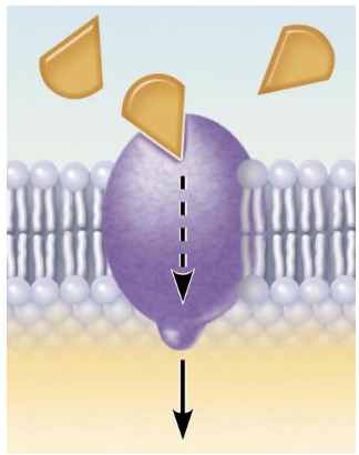 <p>What do receptor proteins (membrane protein) do?</p>