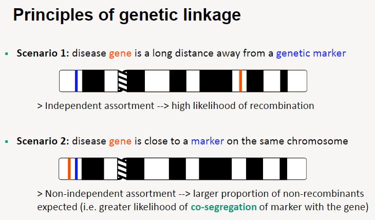 <p><strong>Scenario 1: Disease gene far from a genetic marker</strong></p><p>Independent assortment occurs, leading to a <strong>high likelihood of recombination</strong>.</p><p><strong>Scenario 2: Disease gene close to a genetic marker</strong></p><p>Non-independent assortment occurs, resulting in a <strong>larger proportion of non-recombinants</strong>.</p><p>This leads to a <strong>greater likelihood of co-segregation</strong> of the marker with the gene.</p>