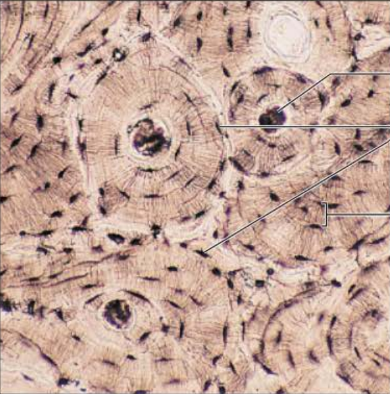 <p>Identify this tissue</p><p></p><p>Name a function</p><p></p><p>Name a specific place where it is found</p>