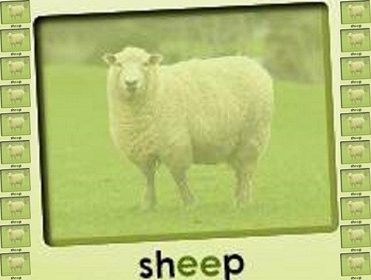 sheep