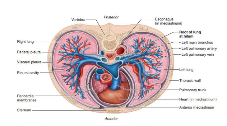 <p>surface tension</p><p>pleural fluid</p><p>separation </p>