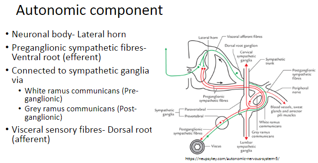 <p>The neuronal body of the autonomic component is located in the <strong>lateral horn</strong>.</p>