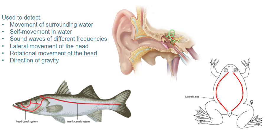 <p><strong>Hair cells</strong> are motion-detecting <strong>mechanoreceptors</strong> that are responsible for detecting:</p><p><strong>Movement of surrounding water</strong></p><p><strong>Self-movement in water</strong></p><p><strong>Sound waves</strong> of different frequencies</p><p><strong>Lateral movement of the head</strong></p><p><strong>Rotational movement</strong> of the head</p><p><strong>Direction of gravity</strong></p>