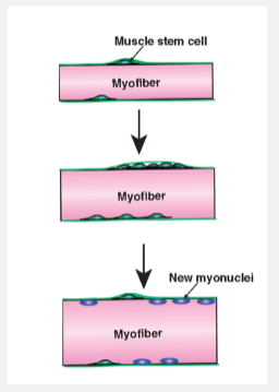 <p><strong>Postnatal muscle growth</strong> involves an increase in muscle mass due to an increase in muscle fibre size (hypertrophy).</p><p><strong>Muscle stem cells</strong> called <strong>satellite cells</strong> are undifferentiated muscle precursors that are self-renewing.</p><p><strong>Muscle fibre growth</strong> involves satellite cell proliferation and incorporation of nuclei into muscle fibres, leading to increased protein synthesis and hypertrophy.</p><p>Muscle fibres are <strong>multinucleated</strong>, maintaining the <strong>cytoplasm:nuclei ratio</strong>.</p><p>Satellite cells return to <strong>quiescence</strong> when not needed.</p>