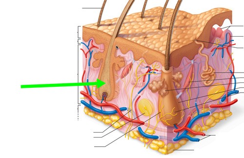 The part of the hair located below the surface of the epidermis.