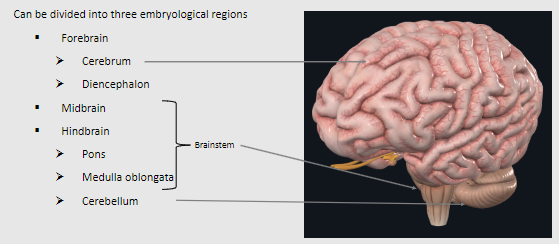 <p>Forebrain: Cerebrum and diencephalon</p><p>Midbrain</p><p>Hindbrain: Pons, medulla oblongata, and cerebellum</p>