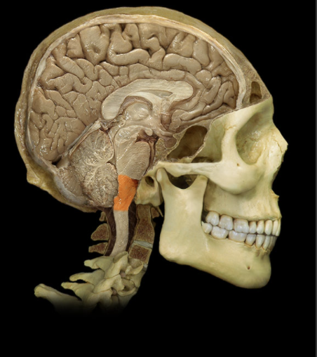 <p>Where is the Medulla Oblongata located?</p>