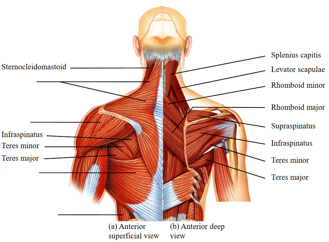 <p>Label the unnamed muscles.</p>