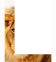 <p>lion</p>