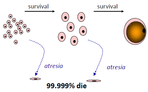 <p><strong>Thousands of primordial follicles</strong> are present at birth.</p><p><strong>Most follicles die</strong> through a process called <strong>atresia (shrink and reabsorbed by the ovary)</strong>.</p><p>A few follicles progress into the <strong>menstrual cycle</strong>.</p><p>Only about <strong>400-500 follicles</strong> will ultimately <strong>ovulate</strong> throughout a woman's reproductive lifespan.</p>