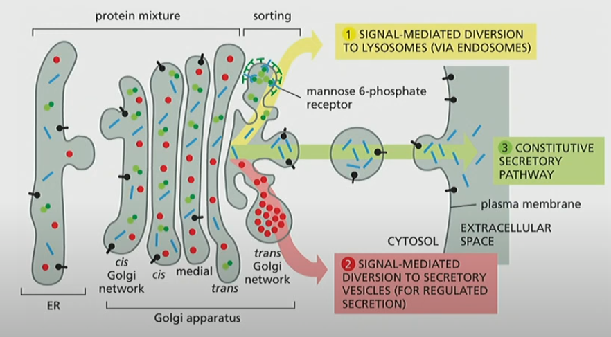 <p>Default pathway where most cargo move, specific signals are not required once in the ER. Membrane is added to cell membrane once it fuses</p>