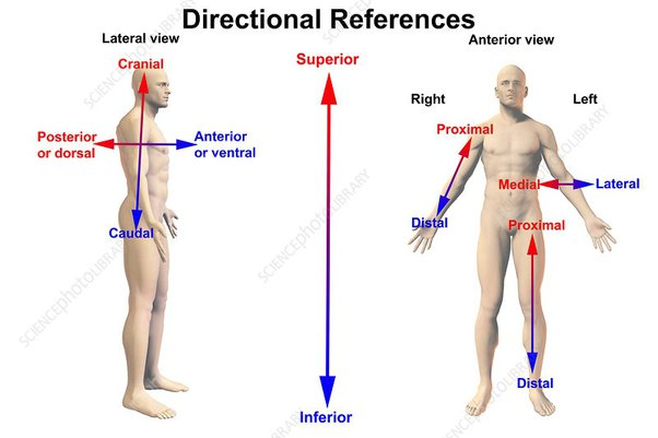 <p>Upper part of a structure or the body; above.</p><p><strong>♬♪ Example:</strong> The head is superior to the neck.</p>