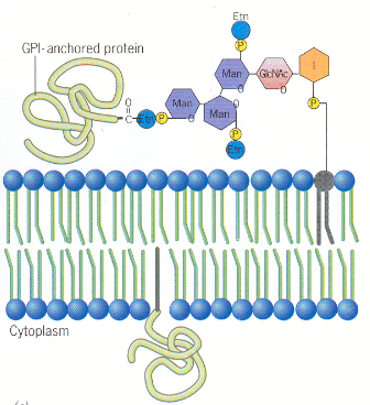 <p>•<span class="tt-bg-blue">Covalently linked to a lipid molecule</span> such as glycosyl-phosphatidylinositol (GPI)</p>