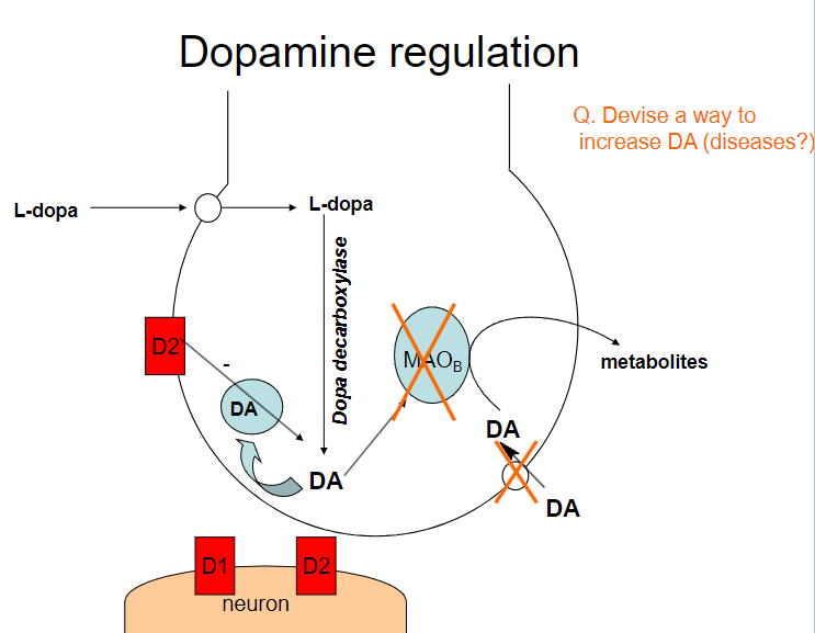 <p><strong>Dopamine precursors (e.g., L-DOPA):</strong> Supplementing with L-DOPA increases dopamine production</p><p><strong>Dopamine reuptake inhibitors (e.g., cocaine, amphetamines):</strong> These drugs block the reuptake of dopamine, increasing its concentration in the synaptic cleft</p><p><strong>Dopamine agonists (e.g., pramipexole, ropinirole):</strong> These drugs directly stimulate dopamine receptors</p><p><strong>MAO-B inhibitors (e.g., selegiline):</strong> These inhibitors prevent the breakdown of dopamine by blocking the enzyme monoamine oxidase B (MAO-B)</p>