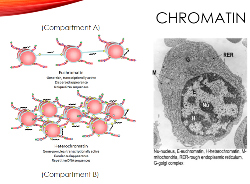 <p>Euchromatin is gene-rich and transcriptionally active.</p><p>It has a dispersed appearance under a microscope.</p><p>It contains unique DNA sequences.</p>