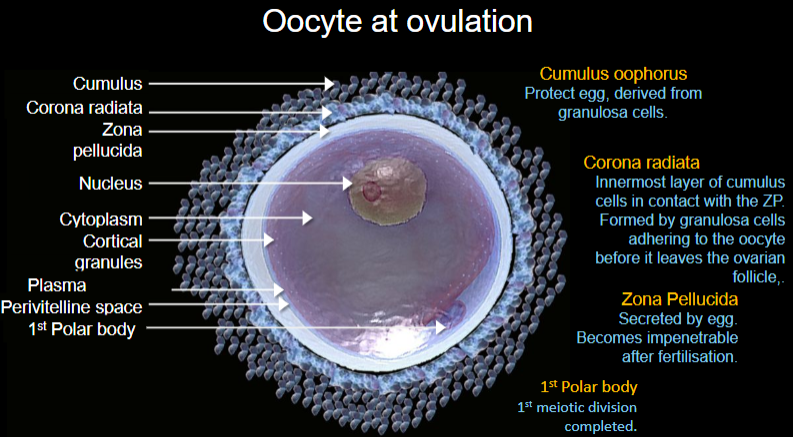 <p><strong>Cumulus Oophorus</strong>: The cumulus oophorus, derived from granulosa cells, serves to protect the egg and plays a role in its release during ovulation.</p>