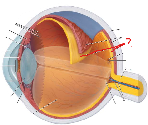 <p>What is this?</p><p>What is its function?</p><p>what two layers make it?</p>