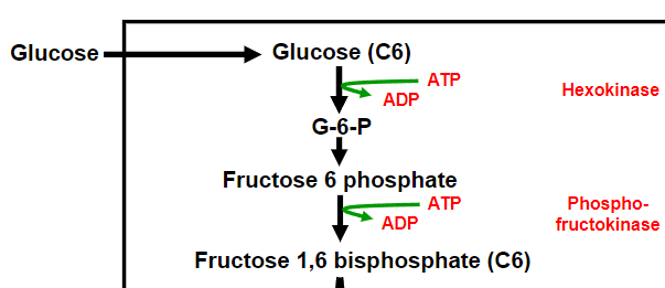 <p>-<span class="tt-bg-green">High concentrations of ATP inhibit</span><u><span class="tt-bg-green"> PFK </span></u>by lowering the affinity for Fructose 6 phosphate</p><p>-PFK inhibited by low pH</p><p>-PFK is inhibited by citrate</p><p>-Inhibition of PFK leads to inhibition of hexokinase, as it leads to an increase/accumulation of G-6-P</p>