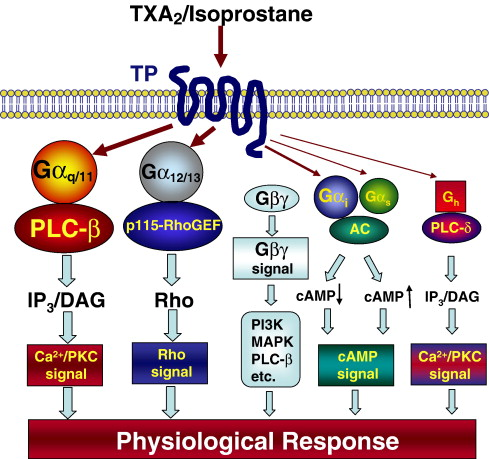 <p>What are the types of glutamate receptors, and how do they differ in function and signaling mechanisms? (6)</p>