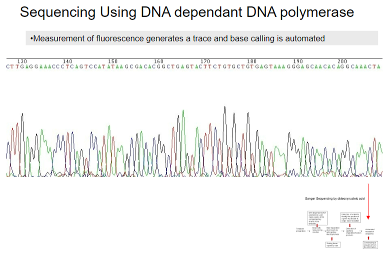 <p>Base calling is automated through the measurement of fluorescence, which generates a trace.</p>