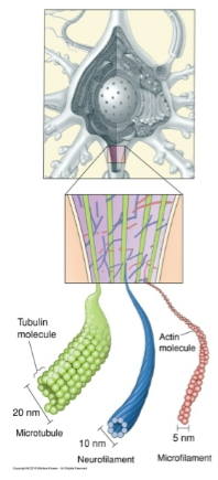 <p>Microtubules are polymers of the protein tubulin.</p><p>Located in axons and dendrites, important for axoplasmic transport.</p>