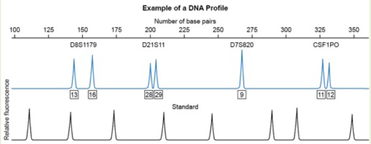 <p>What fragments would you get if you cut the same DNA with both EcoRI AND BamHI?</p><p>A. 600, 400, 850, and 150</p><p>B. 600, 250, and 150</p><p>C. 600 and 150</p><p>D. 850 and 400</p>