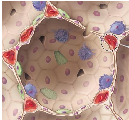 <p>3 layers (2 epithelia and their fused membrane)</p><p>- wall of alveolus</p><p>- basement membranes of alveolus and capillary</p><p>- wall of capillary (simple squamous epithelium (endothelium))</p>