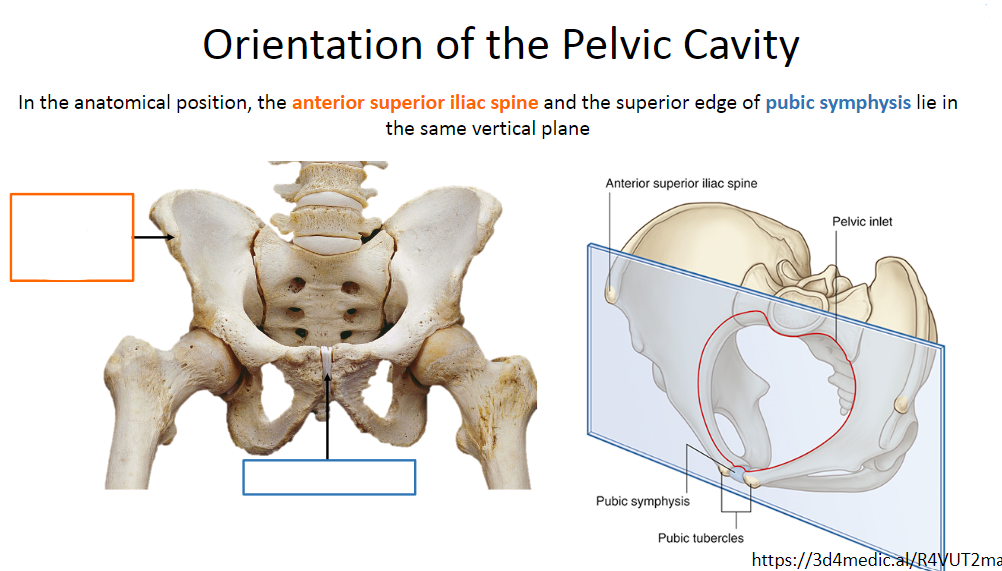 <p>Label these parts of the pelvic cavity linked to orientation (2)</p>