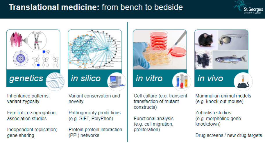 <p><strong>Knockout Mice</strong>: These animals are genetically modified to lack specific genes, allowing researchers to study the effects of these gene deletions on development and disease.</p><p><strong>Modelling Disease</strong>: Knockout mice serve as models for human diseases, providing valuable insight into genetic mutations and their physiological consequences.</p><p><strong>Therapeutic Testing</strong>: Animal models are crucial for testing potential treatments before clinical trials in humans.</p>