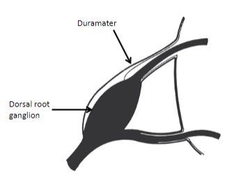 <p>The dura mater extends over the <strong>spinal nerve roots</strong>.</p><p>It transitions into the <strong>epineurium</strong>, the outer connective tissue covering of peripheral nerves.</p>