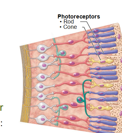 <p>Name the 3 layers of neurons in the inner neural layer of the retina?</p>