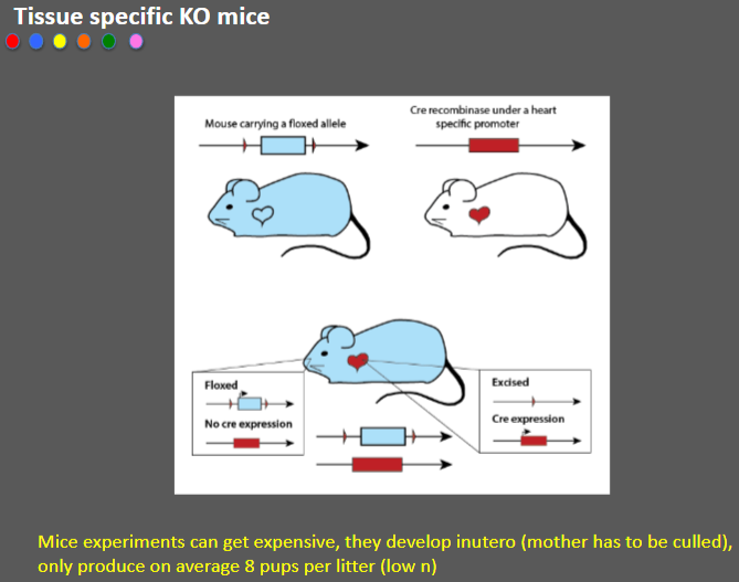 <p><strong>Costly experiments</strong>: Mice experiments can be expensive due to the need for specialized resources.</p><p><strong>In utero development</strong>: Mice develop in utero, requiring the culling of the mother, which raises ethical concerns.</p><p><strong>Low litter size</strong>: Mice typically produce only around 8 pups per litter, leading to a low sample size (n).</p>