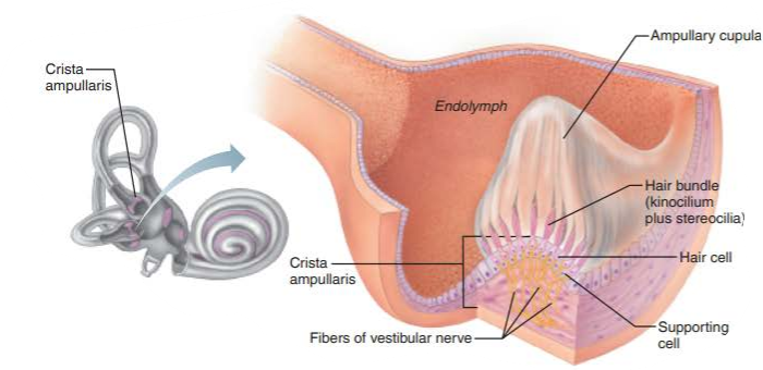 <p>crista ampullaris </p>