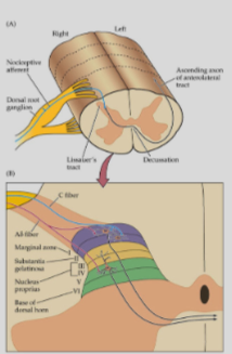 <p>Located in superficial and deep layers of the dorsal horn.</p><p>Receive synaptic input from C-fibres and A-δ fibres.</p><p>Axons cross and ascend in the anterolateral white matter.</p><p>Some interneurons are multi-modal, receiving both nociceptive and non-nociceptive inputs.</p><p>Some interneurons receive convergent input from visceral afferents.</p>