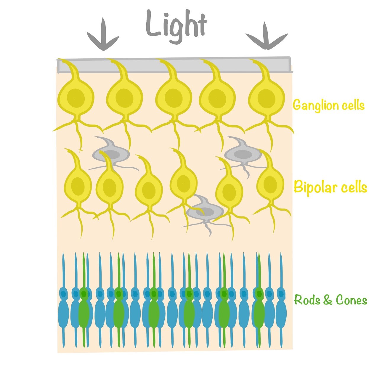 <p>Light is <span class="tt-bg-blue">received by photoreceptors</span> (rods &amp; cones); <span class="tt-bg-blue">bipolar cells relay signals to ganglia</span></p>