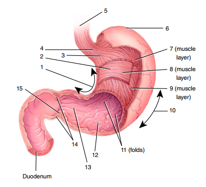 <p>Label the diagram.</p>