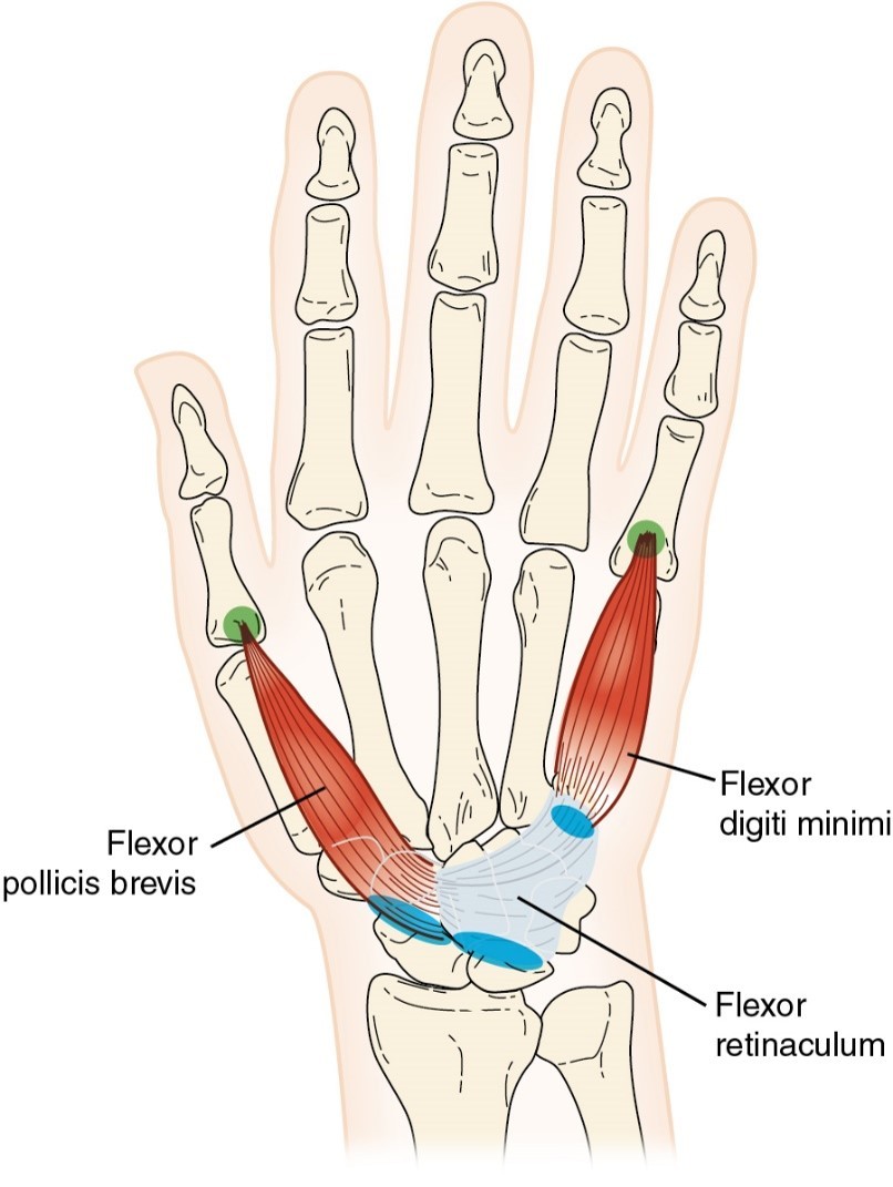 <p>Flexor Pollicis Brevis</p>