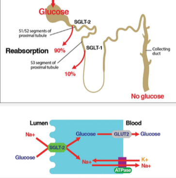 <p>★SGLT1 is found in the gut and is responsible for glucose absorption from the gut.</p><p>★SGLT1 and SGLT2 are both found in the kidney, particularly in the proximal convoluted tubule (PCT), and are responsible for glucose reabsorption from the kidney filtrate.</p>