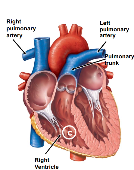 <p>- 1 artery (the pulmonary trunk) exists then divides to form 2 pulmonary arteries (left and right) which carry deoxygenated blood towards lungs</p>