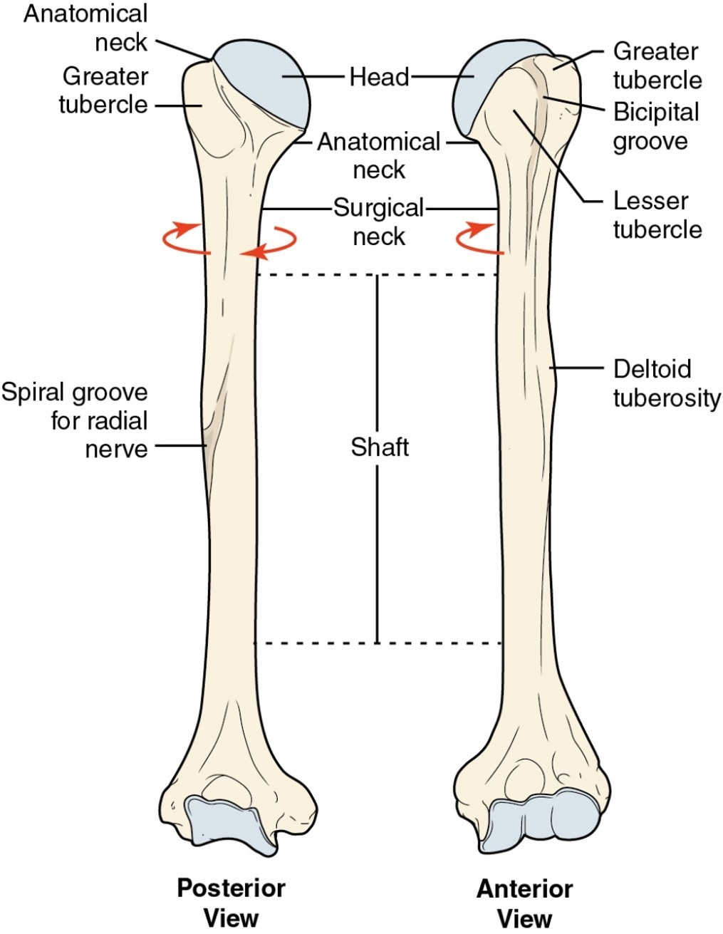 <p>bony landmarks of the humerus(proximal) :head</p>