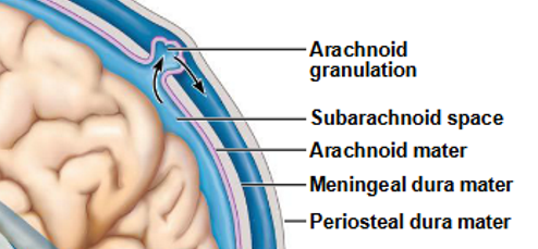 <p>- dura mater (outer)</p><p>- arachnoid mater (middle) </p><p>- pia mater (inner)</p>