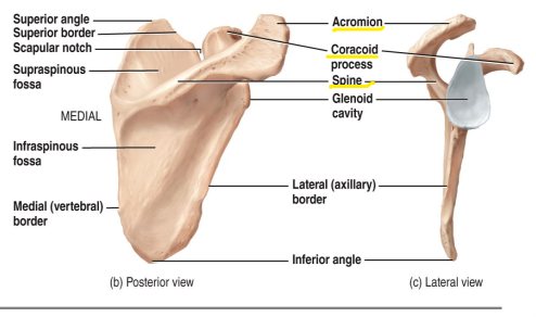 <p>The glenoid cavity</p>