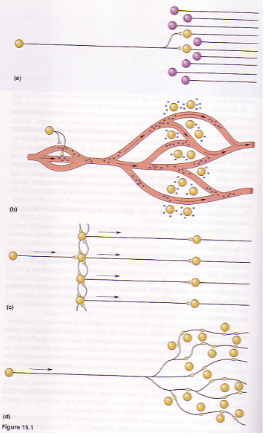 <p>Fast, widespread influence</p>