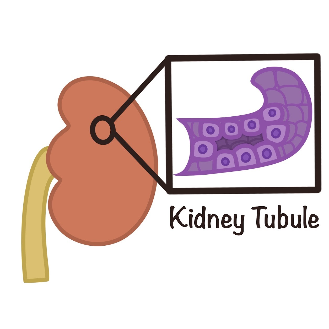 <p><span class="tt-bg-yellow">Kidneys</span>, various glands for <span class="tt-bg-yellow">secretion</span></p>