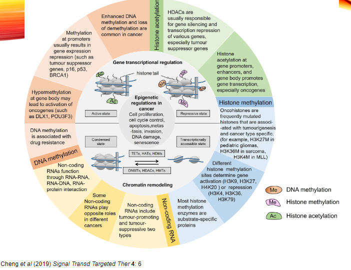 <p><strong>Histone Readers</strong> are proteins that recognize and bind to specific histone modifications (e.g., acetyl, methyl, or phosphoryl groups).</p><p>In cancer, <strong>histone readers</strong> can help in interpreting and amplifying epigenetic signals, thus contributing to uncontrolled tumour cell growth.</p>