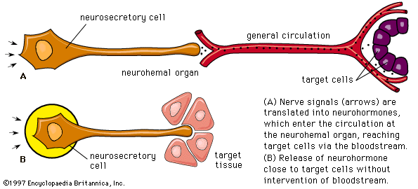 <p>Produced by specialized nerve cells called neurosecretory cells</p><p>Released into the blood and can act on distant cells</p>