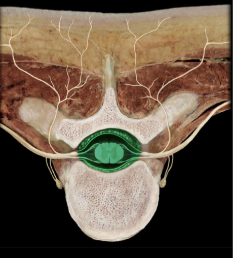 <p>Location of the Vertebral Canal?</p>