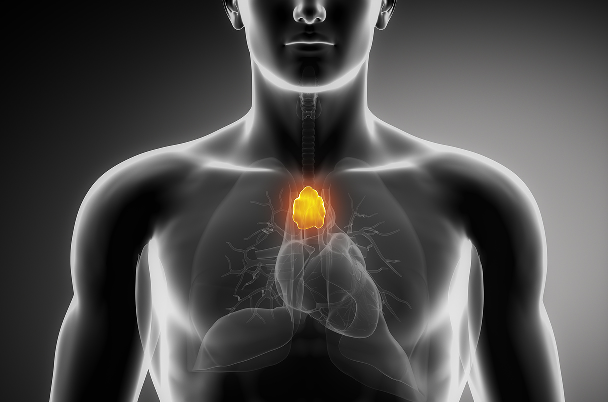 <p>In the thymus</p>